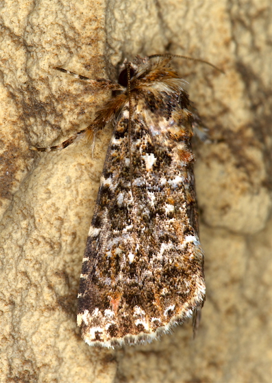 Noctuidae - Callopistria latreillei